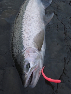 Steelhead 1 (285x380).jpg Steelhead 1 (285x380).jpg
